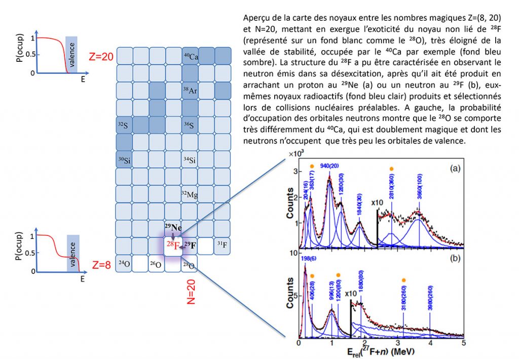 Comment produit-on du fluor-28 : les noyaux de fluor-29 et de néon-29 (présents sur la figure) sont produits et sélectionnés par le RIBF (Radioactive Ion Beam Facility). Ils sont produits lors de réactions de fragmentation d'un faisceau de calcium-48 avec une cible de béryllium puis sélectionnés à l'aide d'un spectromètre, avant d'être envoyés dans la cible d'hydrogène liquide MINOS où ils vont subir une réaction secondaire (perte d'un neutron pour le fluor-29 ou d'un proton pour le néon-29) pour former le fluor-28 qui va décroitre quasi instantanément une fois produit.